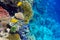 Coral in the Red Sea.Masked and diagonal butterfly