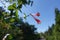 Coral red trumpet-shaped flowers of Lonicera sempervirens against blue sky in mid August