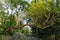 Coral red trunks and branches of Arbutus andrachne tree or Greek strawberry tree in Massandra park, Crimea