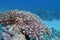 Coral reef with Acropora coral at sandy bottom of tropical sea, underwater lanscape