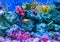 Coral reef aquarium tank for background. Amazing colorful saltwater aquarium at home