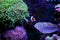 Coral reef aquarium tank with nemo