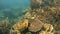 Coral reef in Australian sea