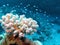 Coral reef with beutiful white hard coral and exotic fishes at the bottom of tropical sea