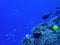 Coral Reef in Blue with Tropical Fish Ridgeline with Blue Background