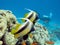 Coral reef with butterflyfishes and diver in tropical sea