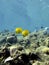 Coral reef with exotic fishes butterflyfishes in tropical sea