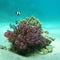 Coral reef with exotic fishes dascyllus in tropical sea, underwater