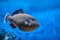 Coral reef fish Black Triggerfish or Melichthys indicus, seawat