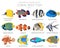 Coral reef fish. Freshwater aquarium fish icon set flat style isolated on white