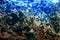 Coral reef, fish - saltwater aquarium