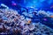 Coral reef, fish - saltwater aquarium