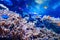 Coral reef, fish - saltwater aquarium