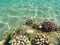 Coral reef formation on the sea bottom. Young coral formation on sand seabottom.