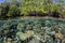 Coral Reef Fringing Mangrove Forest in Raja Ampat