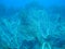 Coral reef with gorgonian in tropical sea on blue water background