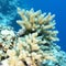 Coral reef with great yellow mushroom leather coral, underwater