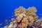 Coral reef with hard corals and exotic fishes at the bottom of tropical sea