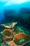 Coral reef in Koh Chang, Thailand