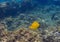 Coral reef landscape with yellow butterflyfish. Blue sea water with sunlight rays.