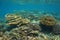 Coral reef New Caledonia underwater Pacific ocean