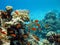 Coral reef and orange fishes