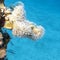 Coral reef with Pulsing polyp coral in tropical sea, underwater