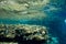 Coral Reef at the Red Sea,Egypt. Underwater landscape with fish and reefs