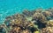 Coral reef and sand seabottom. Tropical seashore inhabitants underwater photo.