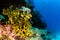 Coral reef scenics of the Sea of Cortez