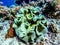 Coral reef seen in the beautiful and transparent sea