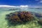 Coral reef in shallow tropical water lagoon.