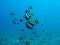 coral reef with shoal of butterflyfishes