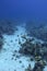 Coral reef with shoal of butterfyfishes on the bottom of red sea