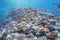 Coral reef with shoal of fish anthias in tropical sea, underwater