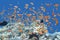 coral reef with shoal of fishes Anthias in tropical sea, underwater