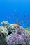 Coral reef with soft and hard corals with exotic fishes anthias on the bottom of tropical sea
