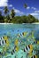 Coral Reef - Tahiti - French Polynesia