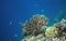 Coral reef with tropical fish in blue sea. Undersea landscape