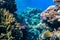 Coral Reef And Tropical Fish  In The Ocean, Red Sea. Blue Turquoise Water, Different Types Of Hard Corals Branching, Massive,