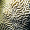 Coral reef in tropical sea with brain coral, close up