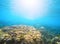 Coral reef under sunlight flare in sea water. Deep blue sea perspective view.