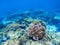 Coral reef undersea landscape. Diverse coral shapes. Coral fish in reef.