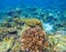 Coral reef underwater background. Diverse coral shapes. Coral fish in reef.