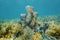 Coral reef underwater with branching vase sponge