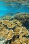 Coral reef underwater with elkhorn and fire corals