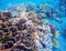 Coral reef underwater photo. Snorkeling in tropics. Exotic island seaside vacation.