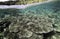 Coral reef underwater view at Bunaken Island