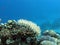 Coral reef with white stony coral and exotic fishes in tropical sea-underwater