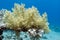 Coral reef with yellow broccoli coral in tropical sea, underwat